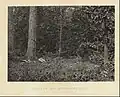 Scène de la mort du général James B. McPherson publiée dans Photographic Views of Sherman's Campaign, 1866[8].