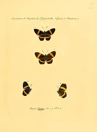 Description de l'image Hubner1821SammlExotSchmett2Plate15.jpg.