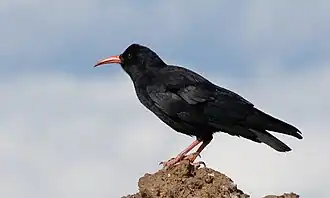 Pyrrhocorax pyrrhocorax barbarus.