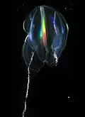 Mertensia ovum
