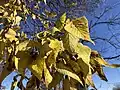 Feuilles en automne.