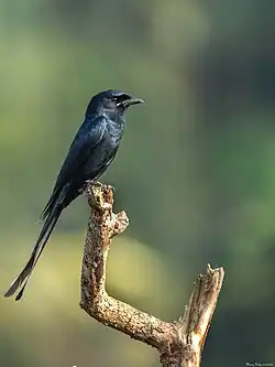 à Iritty, Kerala