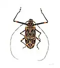 Acrocinus longimanus Muséum de Toulouse