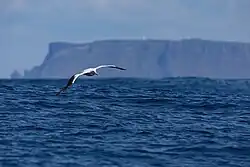 Photographie d'un oiseau en vol au-dessus de l'océan, avec des falaises en fond.
