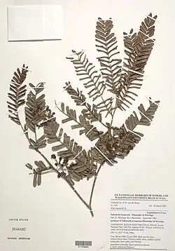 Talbotiella korupensis[5].