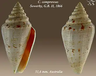 Description de l'image Conus compressus 1.jpg.