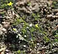 Cicendie filiforme.