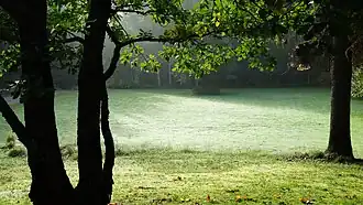 Arbres du parc.
