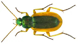 Chlaenius senegalensis.