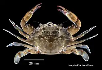 Callinectes sapidus