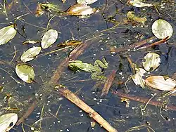 Rana esculenta.