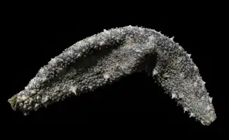 Holothuria grisea.