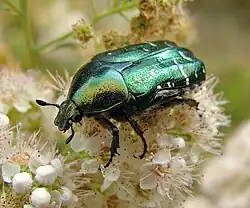 Photographie d'un insecte aux élytres vert métallique.