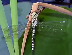 Aeshna cyanea (Libellulidae)