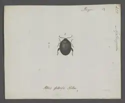 Apteropeda globosa.