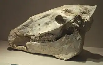 Equus eisenmannae