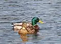 Mallard (mâle et femelle).