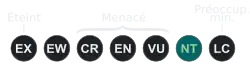 ( NT )