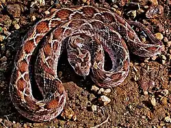 Echis carinatus carinatus, Inde, en train d'onduler pour frotter les écailles de ses flancs.