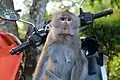 Macaque crabier