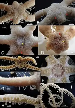 Freyastera benthophila