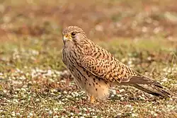 Photo d'un Faucon crécerelle posé dans une prairie fleurie et regardant le sol