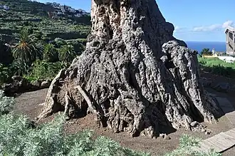 Le pied de l'arbre.