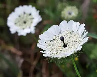 Ombelle de trois quarts.