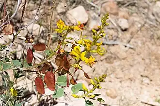 Description de l'image Adenolobus pechuelii -1203 - Flickr - Ragnhild & Neil Crawford.jpg.