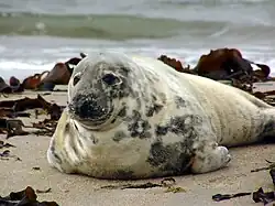 Photographie en couleurs d'un mammifère marin au pelage blanc et beige tacheté de gris, le corps allongé sur la sable.