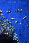 Le phénomène de camouflage chez les poissons-clowns est amplifié lorsqu'ils sont en groupe.