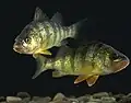la perchaude (Perca flavescens)...