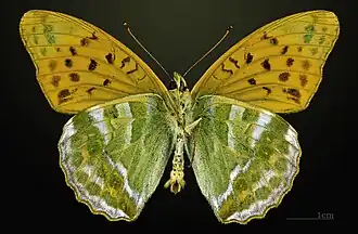 ♂ face ventrale (coll. MHNT).