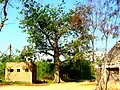 Dans le Parc national on trouve un arbre « umusufe » (arbre centenaire, planté selon les coutumes ancestrales).