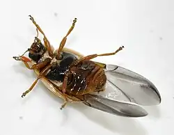 avec ailes déployées