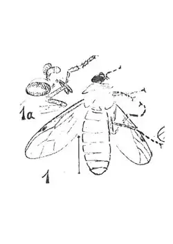 Bibio conformans femelle éch. Ni14.