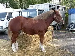 Poulain trait breton à Pontivy en 2017.