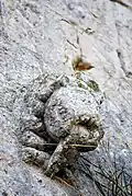 Monstre tirant la langue