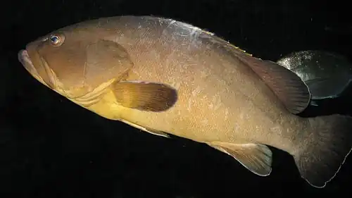 Mérou brun (Epinephelus marginatus).