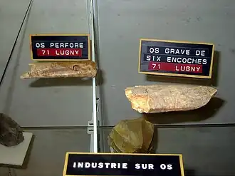 Os perforé et os gravé provenant de la grotte de Macheron (musée des grottes d'Azé, 2004).