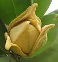 Fleur de corossol, face