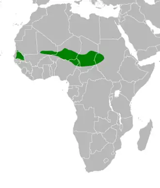 Description de l'image Dendropicos elachus distribution.PNG.