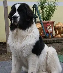 Un Landseer.