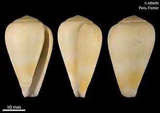 Description de l'image Conus annegretae (MNHN-IM-2018-4624).jpeg.