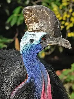 Détail de la tête.