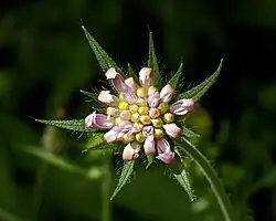 Inflorescence immature MHNT