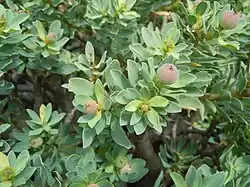 Infrutescence unique sur la rosette terminale[2].