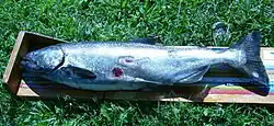Un saumon Chinook avec des plaies provoquées par une lamproie marine
