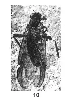 Plecia gigantea♀︎cotype éch. R914.