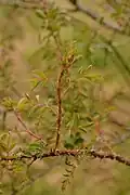 Tige avec bouton au printemps.
